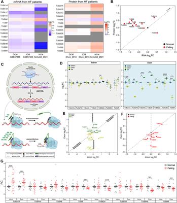 Transcriptional, Post-Transcriptional, and Post-Translational Mechanisms Rewrite the Tubulin Code During Cardiac Hypertrophy and Failure